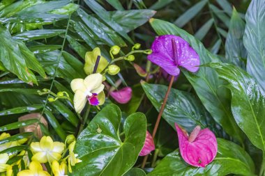 Serada kışın açan güzel bir çiçeğin resmedilmiş hali.