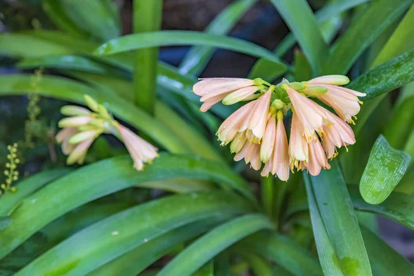 Picturesque Blossoming Beautiful Flower Winter Greenhouse — Stock Photo, Image