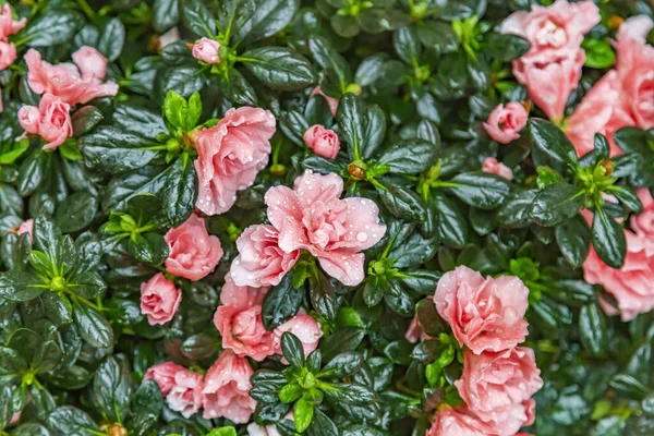 Pintoresco Florecimiento Una Hermosa Flor Invierno Invernadero —  Fotos de Stock