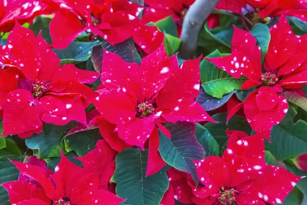 Живописный Расцвет Красивого Цветка Зимой Теплице — стоковое фото