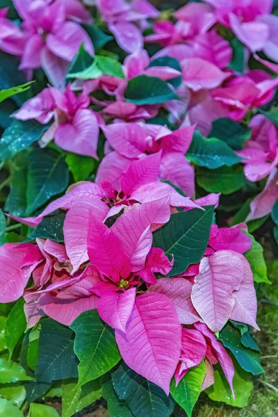 Живописный Расцвет Красивого Цветка Зимой Теплице — стоковое фото