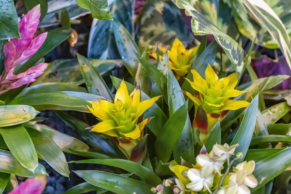 Pintoresco Florecimiento Una Hermosa Flor Invierno Invernadero — Foto de Stock