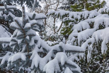 Bir kış kenti parkında kar yağarken beyaz karla kaplı bir ağaç dalı.