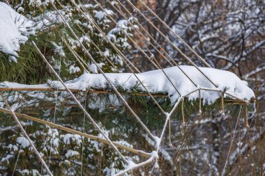 Bir kış kenti parkında kar yağarken beyaz karla kaplı bir ağaç dalı.