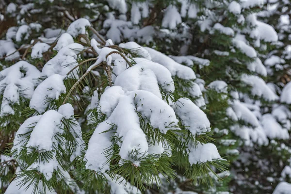 Bir kış kenti parkında kar yağarken beyaz karla kaplı bir ağaç dalı.