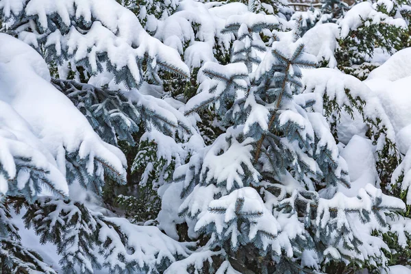 Bir kış kenti parkında kar yağarken beyaz karla kaplı bir ağaç dalı.