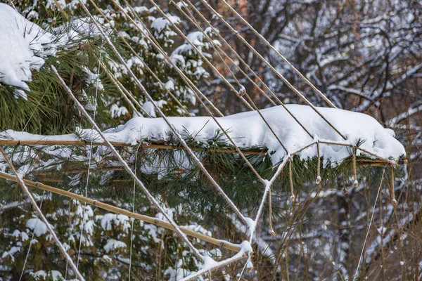 Bir kış kenti parkında kar yağarken beyaz karla kaplı bir ağaç dalı.