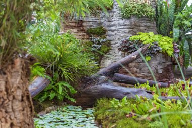 Yeşil bir bahçe ya da arka bahçeyi egzotik tropik bitkilerle süsleme fikri