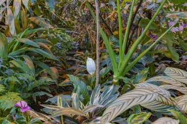 Yeşil bir bahçe ya da arka bahçeyi egzotik tropik bitkilerle süsleme fikri