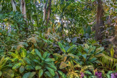 Yeşil bir bahçe ya da arka bahçeyi egzotik tropik bitkilerle süsleme fikri