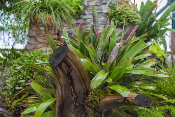 Yeşil bir bahçe ya da arka bahçeyi egzotik tropik bitkilerle süsleme fikri