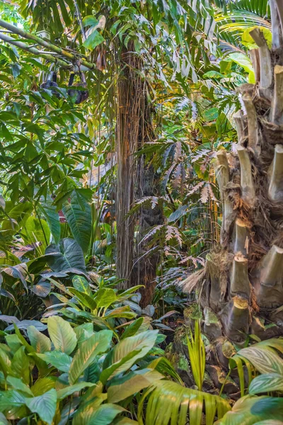 Yeşil Bir Bahçe Arka Bahçeyi Egzotik Tropik Bitkilerle Süsleme Fikri — Stok fotoğraf