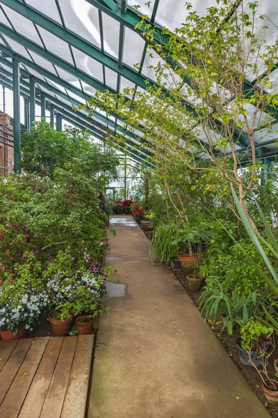 Idea Decorating Interior Winter Garden Tropical Exotic Plants — 图库照片