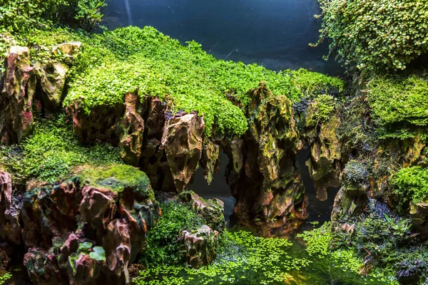 Ideia Decorar Aquário Interior Com Pedras Plantas Daninhas Musgo Verde — Fotografia de Stock