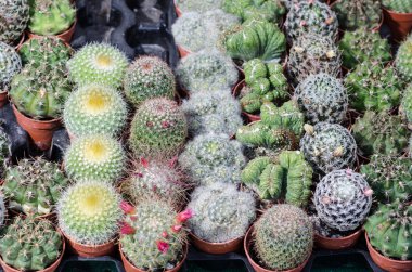 kaktüs bitkileri piyasada bitki vazo üzerindeki