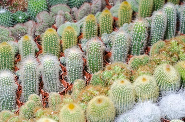 A váza egy növény piaci kaktusz növény — Stock Fotó