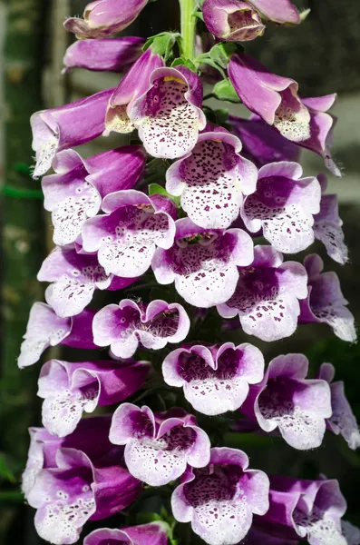 Flor de sino planta em um jardim de itália — Fotografia de Stock