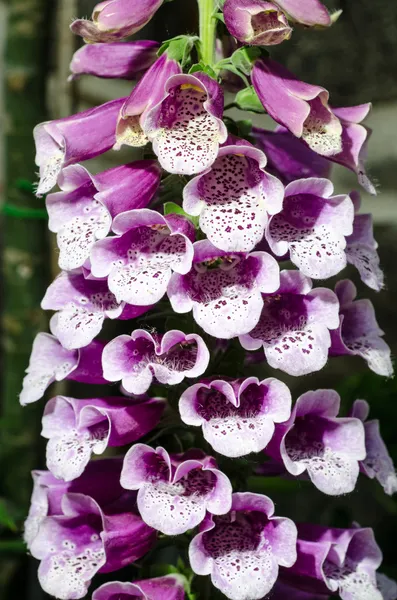 Bell flower plant in a garden of italy — Stock Photo, Image