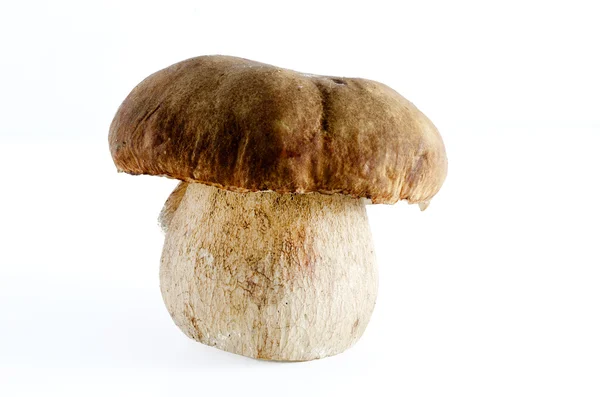 백지에 고립 된 볼레 투스 버섯 — 스톡 사진