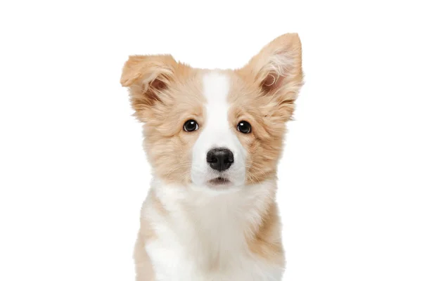 Portré egy vicces kis kölyökkutya egy kutya fehér-piros színű. — Stock Fotó