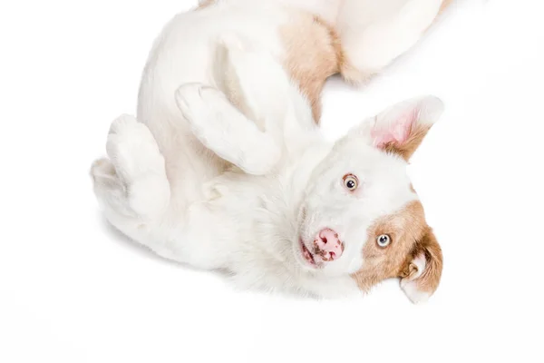 Rolig glad hund med en rosa näsa på en isolerad bakgrund. — Stockfoto