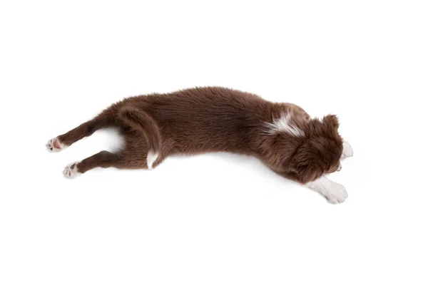 강아지가 자고 있어요. 위에서 바라본 경관. — 스톡 사진