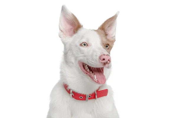 Retrato de un perro en un collar rojo. —  Fotos de Stock