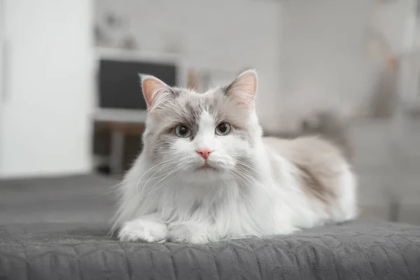 솜털 고양이는 실내의 배경 과 침대에 누워 있다. — 스톡 사진