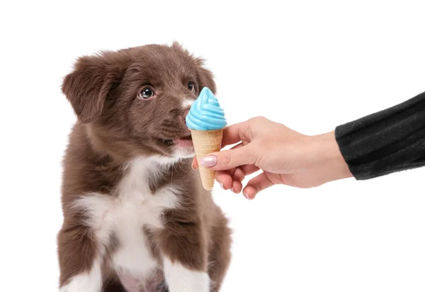 一个女人的手给了一只小狗一个冰淇淋玩具. — 图库照片