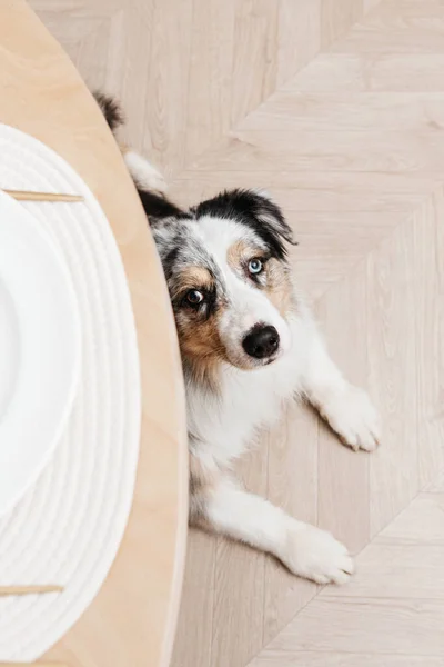 Domestic dog lying under the dining table and staring intently. — Stock Photo, Image
