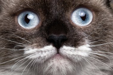 Close-up portrait siamese cat with blue eyes and funny mustache clipart