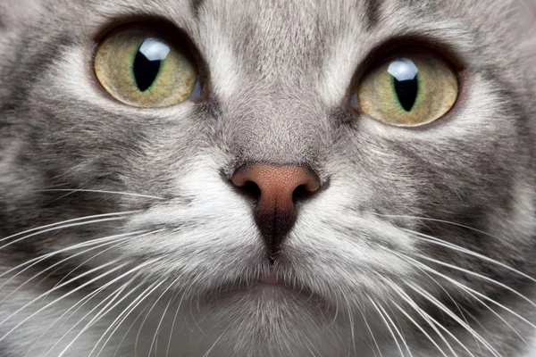 Close-up portrait gray cat with red nose — Stock Photo, Image