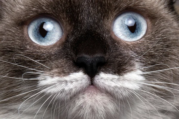 青い目と面白い口ひげクローズ アップ肖像画のシャム猫 ストック画像