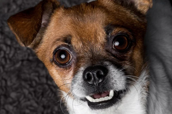 Yakın çekim portre azman köpek pekingese pinscher — Stok fotoğraf