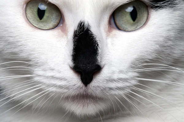 Vértes portré fehér macska fekete orr — Φωτογραφία Αρχείου