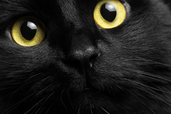 Közeli kép: álló fekete macska — Stock Fotó