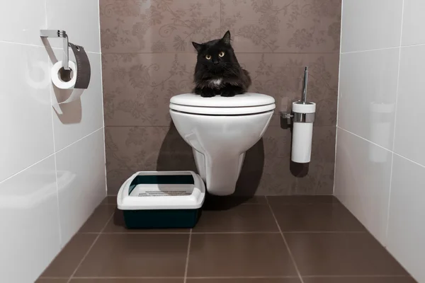 Chat noir sur les toilettes Images De Stock Libres De Droits
