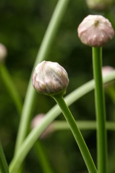 Allium nutans Blütenkopf — Stockfoto