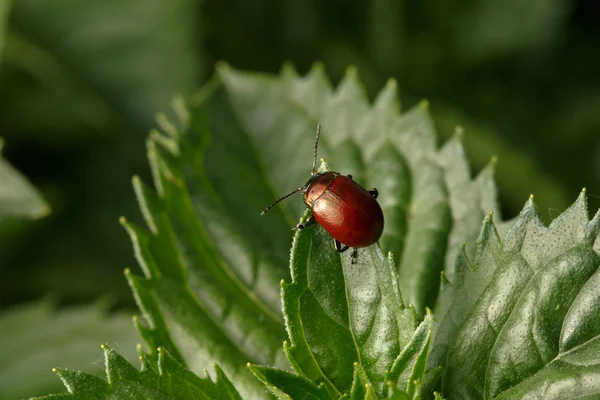 Coléoptère brun sur les feuilles — Photo