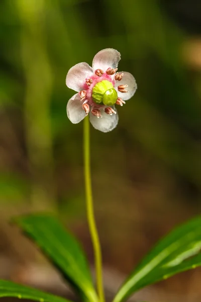 Small pink flower — Stock Photo, Image