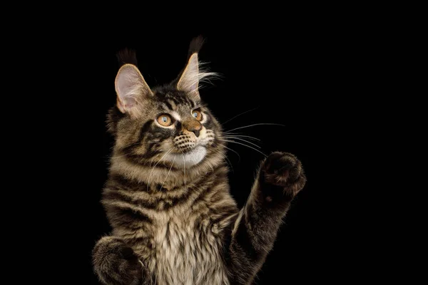Portrét Maine Coon Cat Střapci Uších Zvedající Tlapky Izolované Černém — Stock fotografie