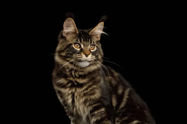 Close Portrait Maine Coon Cat Isolated Black Background Side View — Stock Photo, Image