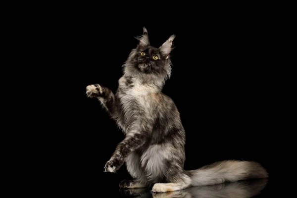 Lekfull Maine Coon Katt Når Upp Med Tassar Isolerad Svart — Stockfoto