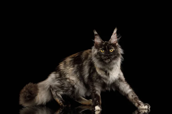 Playful Maine Coon Cat Furry Tail Side View Isolated Black — стоковое фото