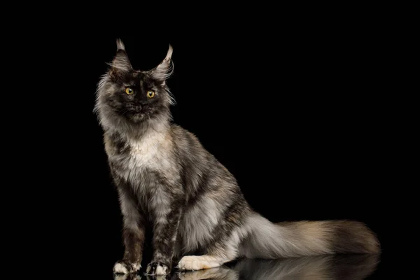 Playful Maine Coon Cat Funny Face Side View Isolated Black — стоковое фото