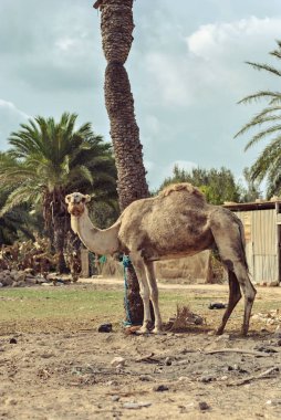 Yalnız bir dromedary palmiye ağacının yanında duruyor ve kameraya bakıyor. Arka planda başka bir palmiye ağacı ve kaktüs çalıları var..