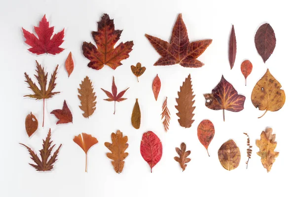 Set aus verschiedenen roten Herbstblättern auf weißem Hintergrund — Stockfoto