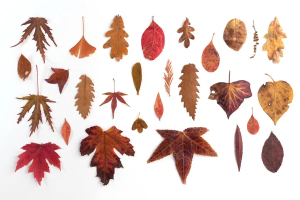 Satz natürlicher Blätter auf hellem Untergrund — Stockfoto