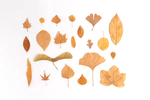 Collectie van geel gedroogde herfstbladeren voor ontwerp, set van verschillende vormen planeten — Stockfoto