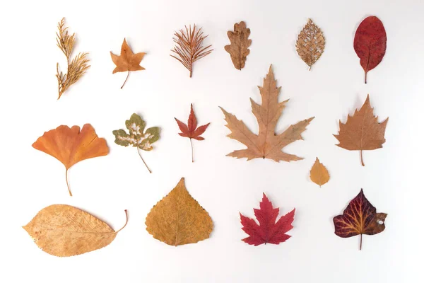 Dzieci zestaw dla kreatywności, kolekcja kolorowy jesień, liście do zielnika — Zdjęcie stockowe
